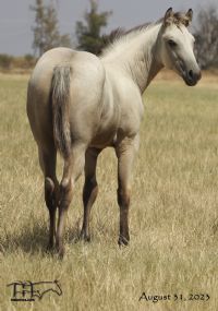 Back Four 061's 2023 Buckskin Roan Filly
